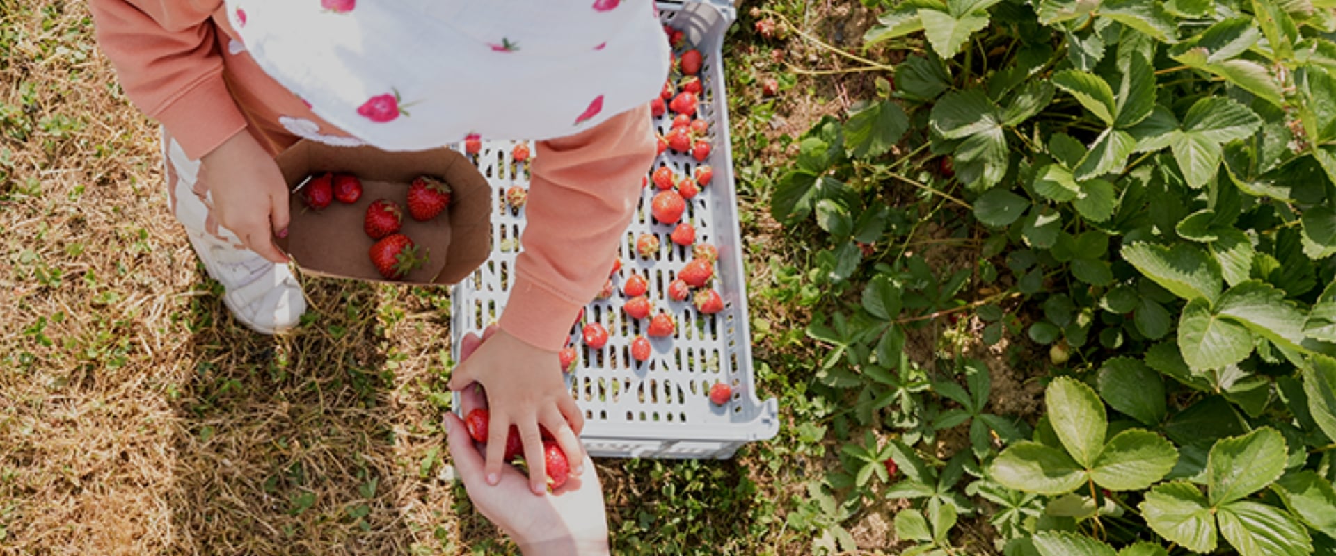 C'est la saison des [fraises] !